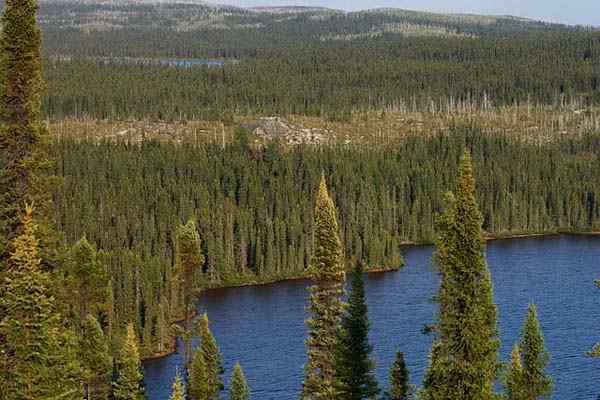 Taiga -kenmerken, flora, weer, fauna, voorbeelden