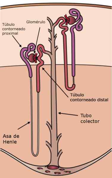 Recursos de Tubulus do Coletor, Funções, Histologia