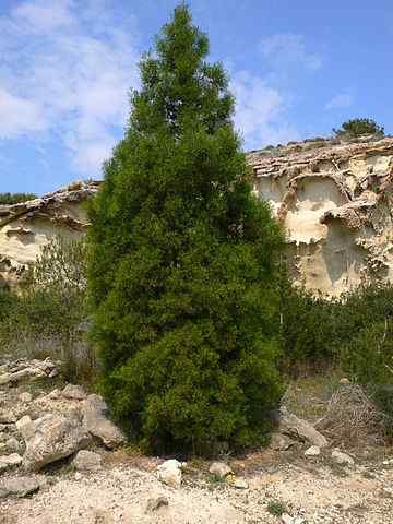 Tetrachlinis caratteristiche articolate, habitat, proprietà, coltivazione