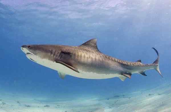 Caractéristiques du requin tigre, habitat, nourriture, comportement