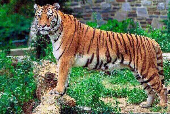 Características do tigre de Bengala, habitat, comida, comportamento