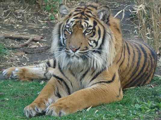Caractéristiques du tigre de Sumatra, habitat, reproduction, nourriture