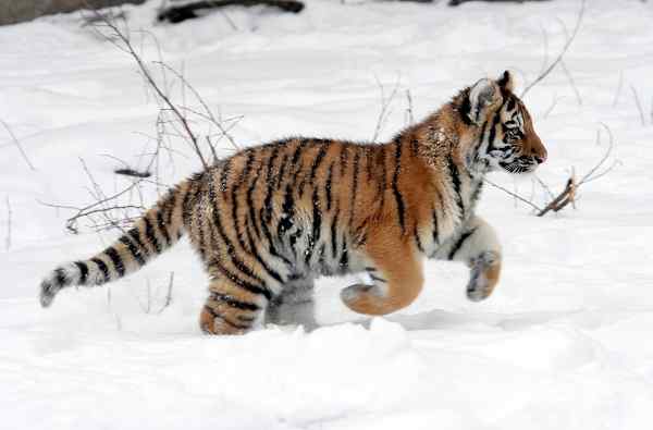 Ciri -ciri harimau Siberia, habitat, pembiakan, tingkah laku