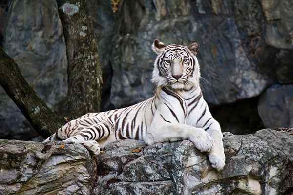 Merkmale der weißen Tiger, Verbreitung, Reproduktion, Lebensmittel