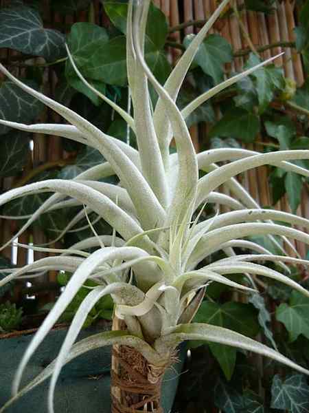 Tillandsia karakteristik, habitat, penggunaan, perawatan, spesies