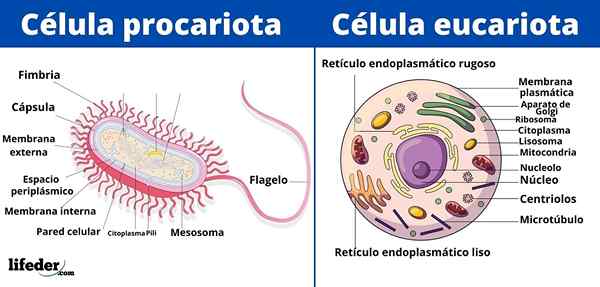 Tipi di cellule e le loro caratteristiche (eucarioti e prokaryote)