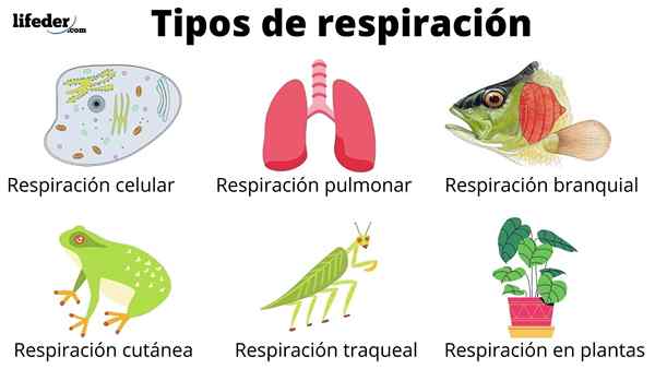 Types de respiration et leurs caractéristiques