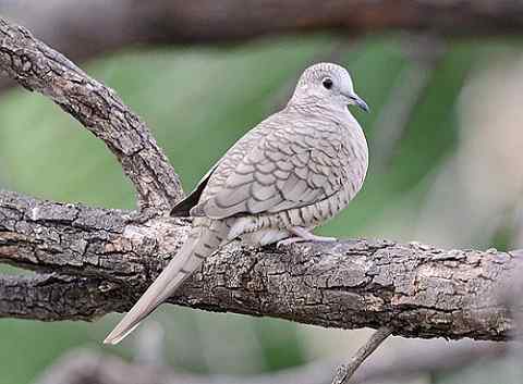 Ciri -ciri Tortolita Mexico, Habitat, Pembiakan, Makanan