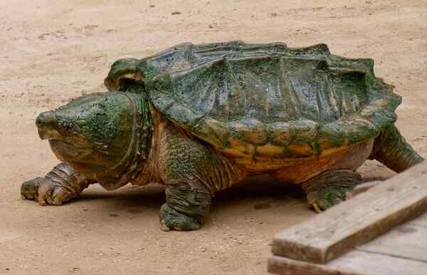 Características de tartarugas Cayman, habitat, reprodução, comportamento