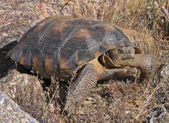 Caractéristiques des tortues du désert, habitat, reproduction
