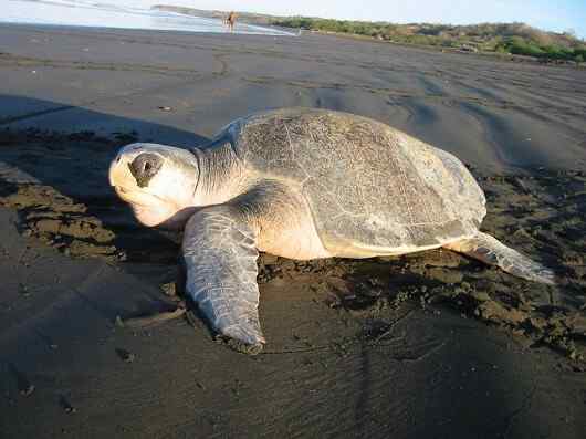 Caractéristiques des tortues de Golfina, habitat, conservation, nourriture
