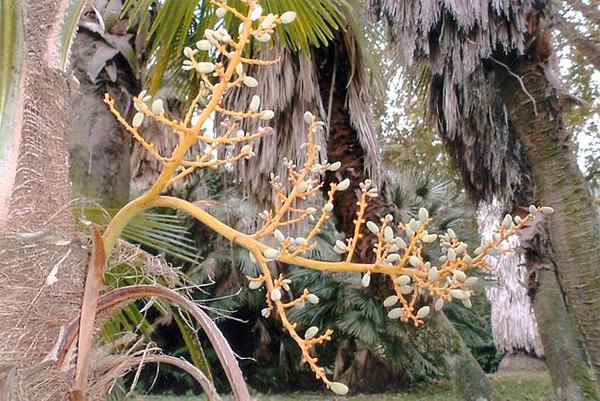 Trachycarpus -egenskaper, habitat, distribusjon, arter