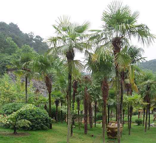 Caractéristiques de trachycarpus fortunei, habitat, culture