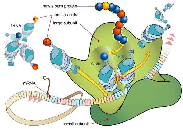 Vertaling van het DNA -proces in eukaryotas en prokaryoten