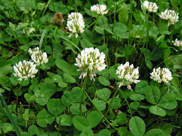 Trifolium -Rens -Eigenschaften, Lebensraum, Kultivierung, Pflege, Toxizität