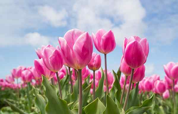 Merkmale, Reproduktion, Ernährung, Krankheiten Tulipane
