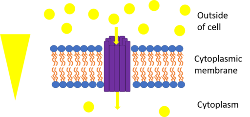 Transporte Unaporta através de membranas, características