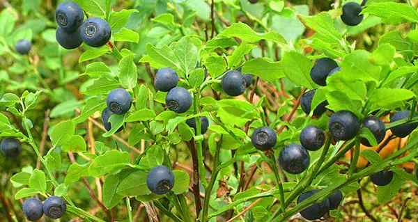 Vaccinium myrtillus -kenmerken, habitat, eigenschappen, zorg