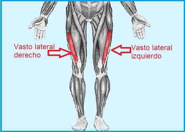 Vasta funzione laterale, origine, inserimento, innervazione