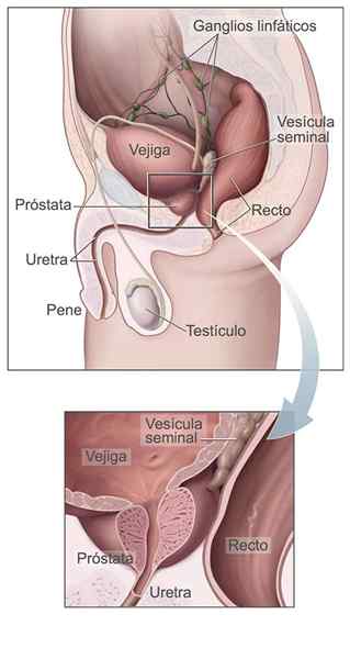 Características seminais da vesícula biliar, funções, histologia