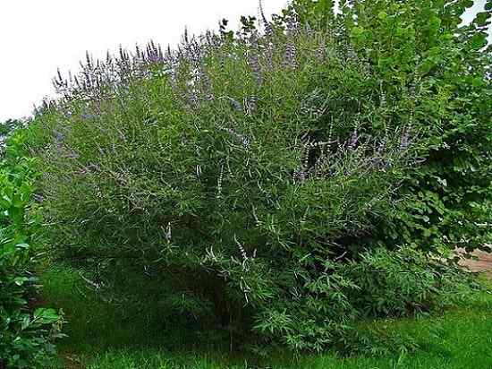 Charakteristiky Vitex Agnus, biotop, vlastnosti, starostlivosť