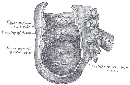 Ileocekalna histologija ventila, funkcije, bolezni