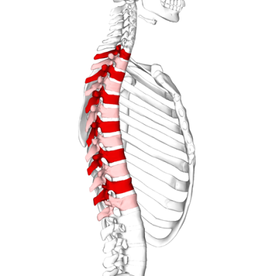 Características torácicas de vértebras, funções, embriologia, anatomia