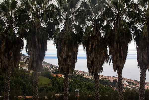 Características de Washingtonia, habitat, espécie representativa