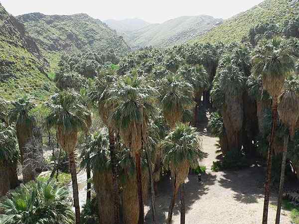 Caractéristiques de Washingtonia Filifera, habitat, soins, maladie