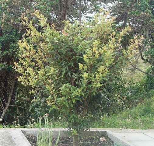 Les caractéristiques de Weinmannia Tomentosa, Habitat, utilisent