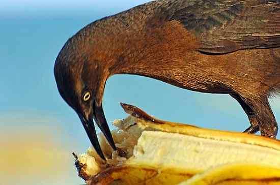 Características de zanato, habitat, comida, comportamento