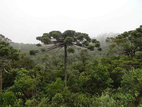 11 piante in pericolo di estinzione in Argentina