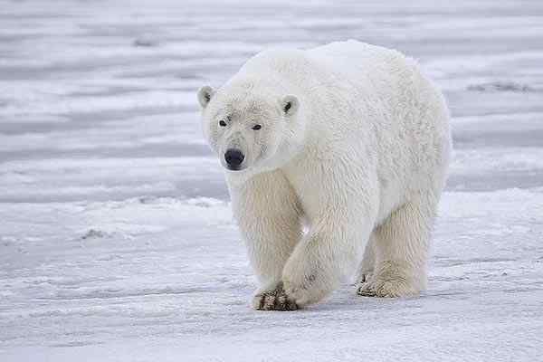 13 animaux par temps froid et ses caractéristiques