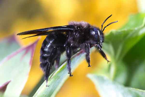 13 animaux décomposants et leurs caractéristiques