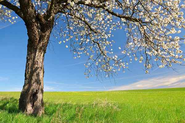 16 beaux poèmes de printemps par de grands auteurs (court)