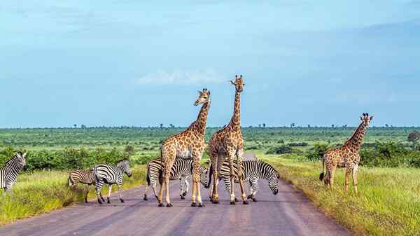 40 dieren uit Afrika en de kenmerken ervan (gemeenschappelijk en zeldzaam)