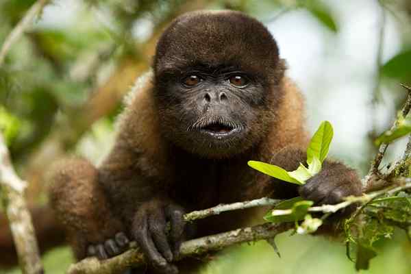 45 Tiere in Gefahr des Aussterbens in Peru