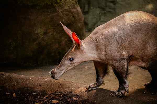 Aardvarken