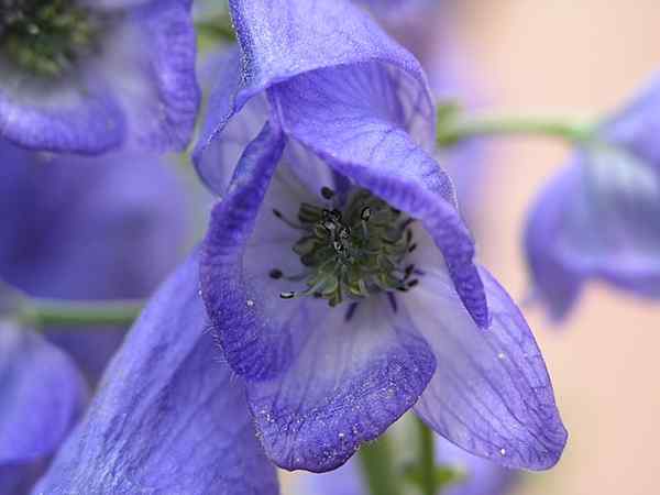 Aconitum Napellus -kenmerken, habitats, gebruik en effecten