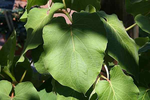 Acyo -kenmerken, habitat, reproductie, eigenschappen