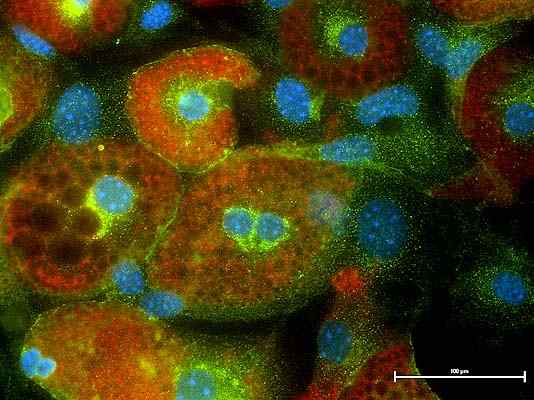 Origine des adipocytes, caractéristiques, types et fonctions