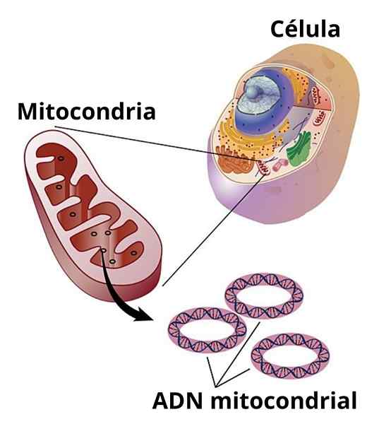 Mitochondrialne DNA