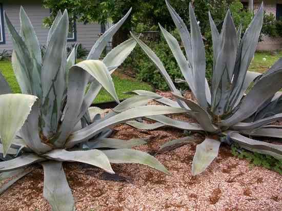 Amerikaanse agave -kenmerken, habitat, gebruik, teelt