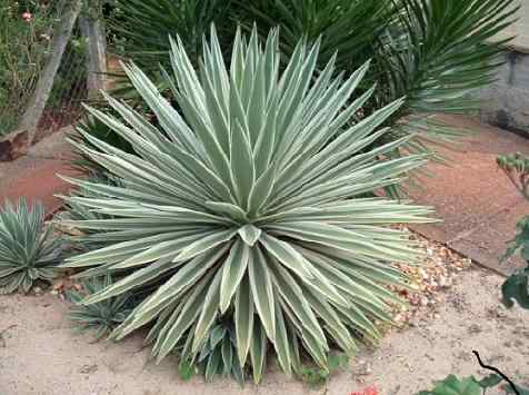 Charakteristiky Agave angustifolia, biotop, reprodukcia, kultivácia