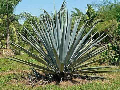 Caratteristiche di tequilana Ágave, habitat, usi, coltivazione