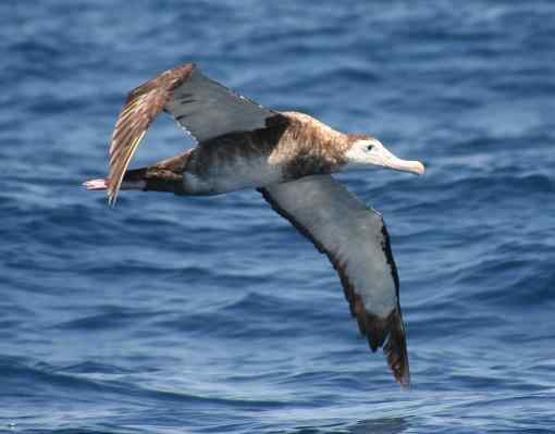 Karakteristieke albatros, het gevaar van uitsterven, voedsel