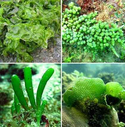 Caractéristiques des algues vertes, habitat, types et propriétés