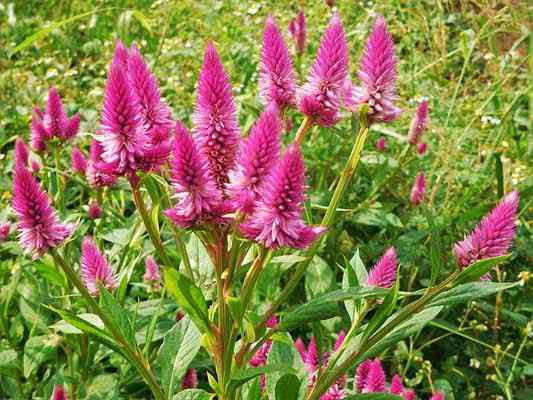 Amaranthaceae -egenskaper, morfologi, användningar