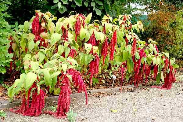 Charakteristiky Amaranthus, taxonómia, druhy, použitia