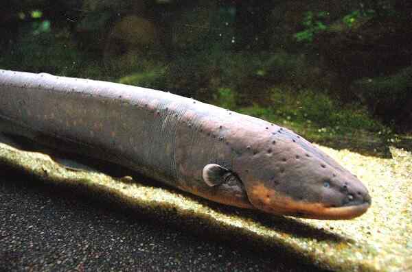 Características de Anguila Elétrica, Habitat, Reprodução